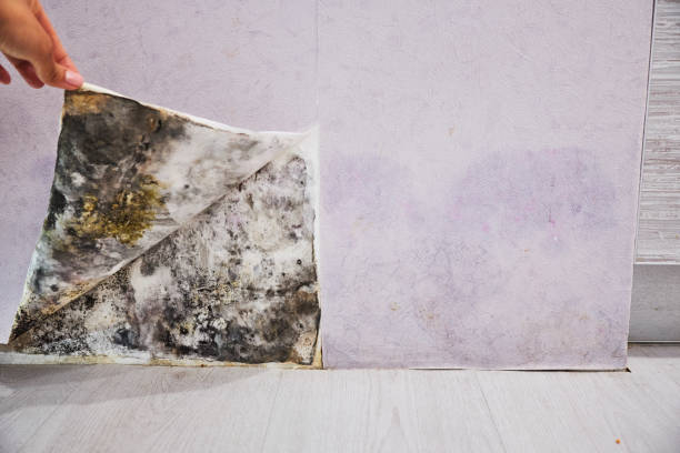 Best Toxic Mold Removal  in Aurora, CO